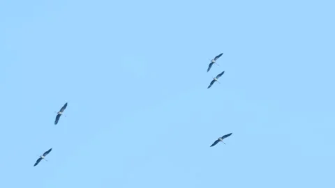 Egrets fly back to their nests in flocks Stock Footage 317428198