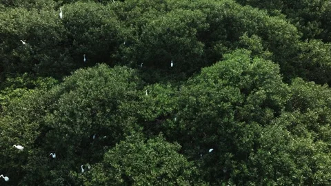 Egrets fly over dense mangroves Stock Footage 285494654