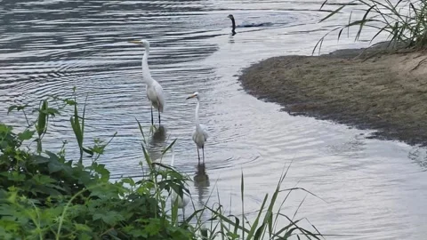 Egrets Flying and Landing Along a Natural Riverbank Vídeo Stock 342798653