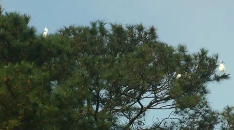 Egrets flying to and from treetops Stock Footage 11115213