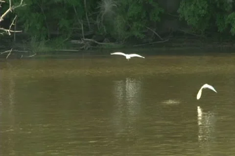 Egrets flying over bayou Video stock 10742489
