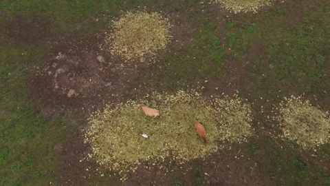 Egrets Flying Over Cattle Feeding On Patch Of Scattered Feed On The Ground. - Vídeo Stock 345047172