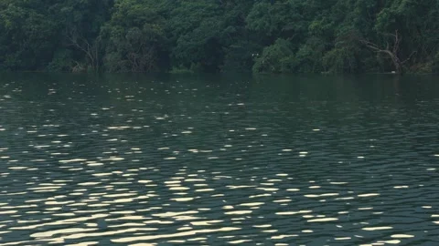 Egrets flying over emerald green lake water,blue waves rippling in the morning. Stock Footage 278174402