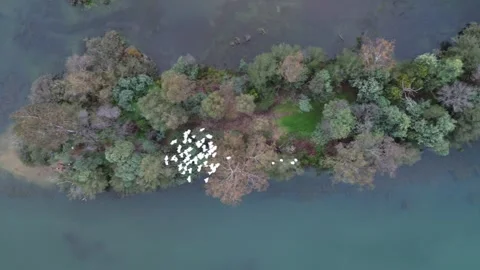Egrets flying over an island Vidéo 334906795