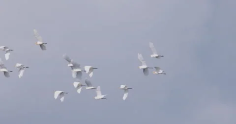 Egrets flying second Stock Footage 207347329