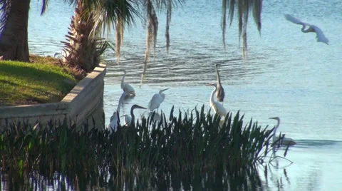Egrets Stock Footage 29049807