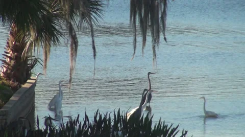 Egrets Stock Footage 29151927