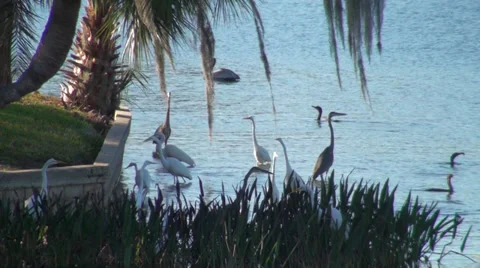 Egrets Stock Footage 29154116