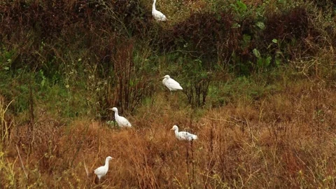 Egrets 스톡 동영상 142578695
