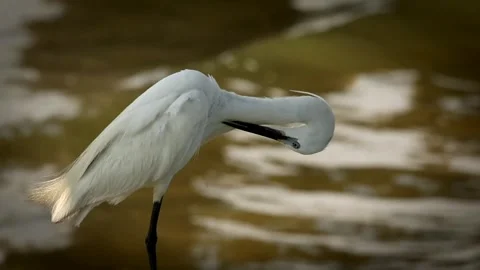 Egrets Stock Footage 312841913