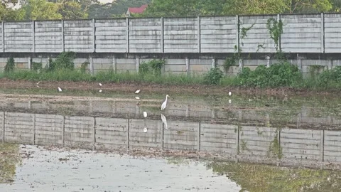 Egrets foraging with reflections. Stock-Footage 346395029