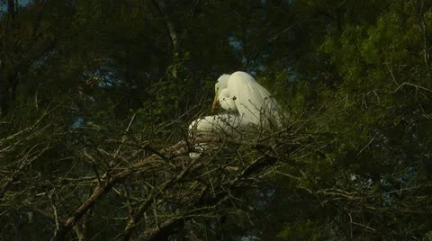 Egrets getting ready to start a family Stock Footage 11115190