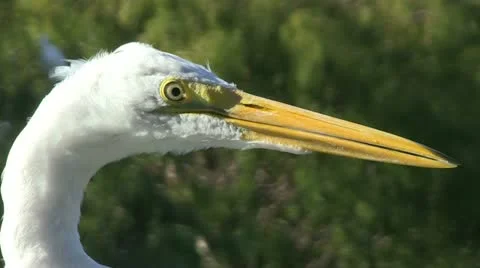 Egret's head Stock Footage 12382534