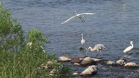 Egrets, Herons and Cormorants Active in River Video stock 342144830