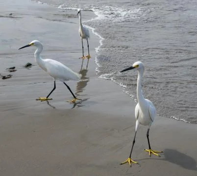 Egrets Looking For Handouts Stock Photos