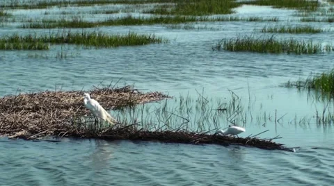 Egrets In The Marsh Stock Footage 27349983