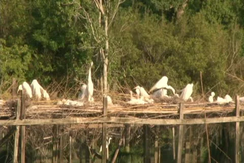 Egrets nesting Stock Footage 10742505