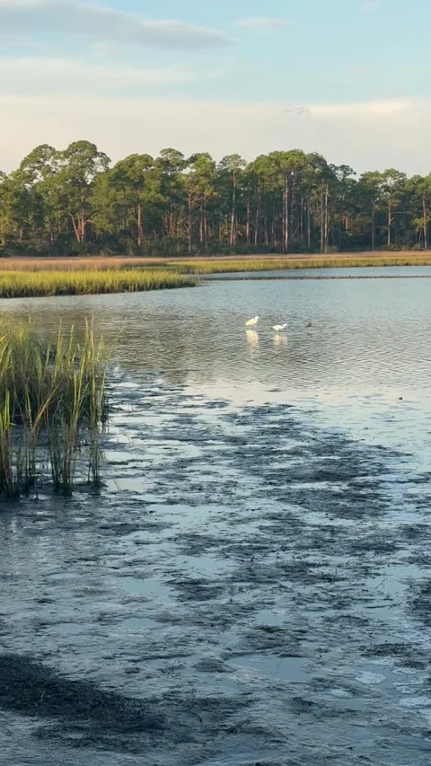 Egrets out in the bay in Carrabelle Florida Stock Footage 317553591