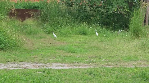 Egrets perched on the grass by a beach Stock Footage 304575566