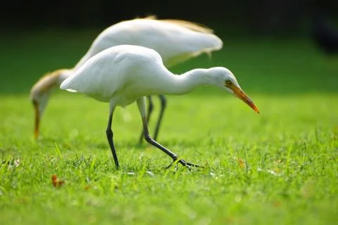 Egrets Stock Photos