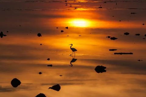 Egrets play in sunset Stock Photos