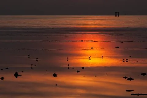 Egrets play in sunset Stock Photos