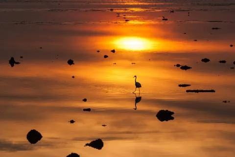 Egrets play in sunset Stock Photos
