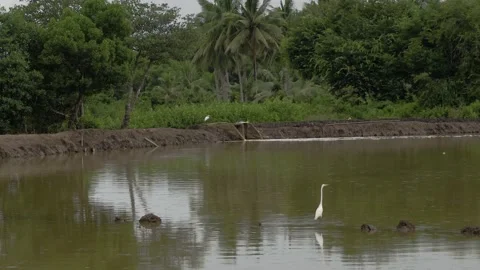 Egrets on the pond Stock Footage 141248059