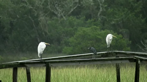 Egrets in the rain Video stock 161181774