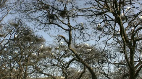 Egrets Roosting Stockbeeldmateriaal 1077418