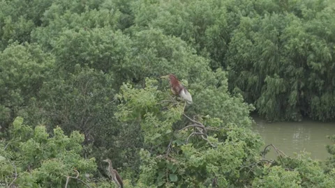 Egrets roosting in trees Video stock 347490380