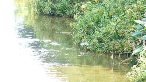 Egrets in shallow rivers Stock Footage 123457216