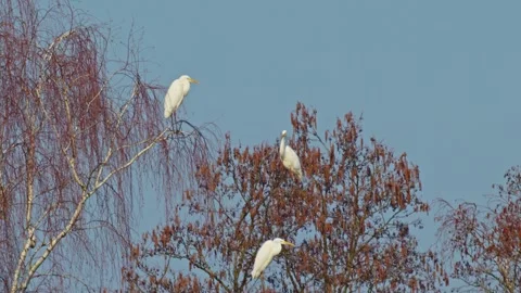 Egrets sit high in the trees, scanning for food. Despite the wind moving th.. Stock Footage 304414854