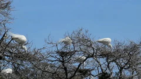 Egrets sitting on nests Video stock 22132038
