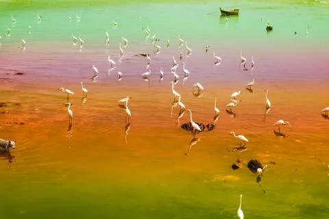 Egrets stand and wait for fish crab shrimp and seafood flow by ebb tide 写真素材