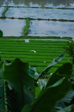 Egrets standing in a paddy field to catch fish Stock Photos