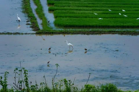 Egrets standing in a paddy field to catch fish Stock Photos
