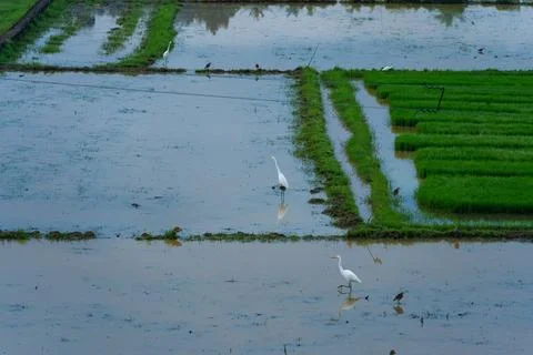 Egrets standing in a paddy field to catch fish Stock Photos