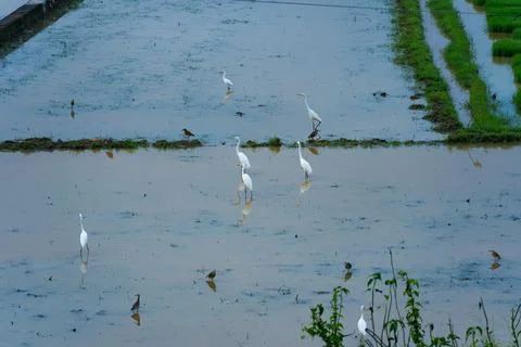 Egrets standing in a paddy field to catch fish Stock Photos