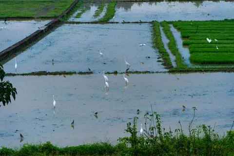 Egrets standing in a paddy field to catch fish Stock Photos