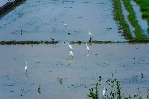 Egrets standing in a paddy field to catch fish Stock Photos