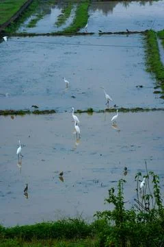 Egrets standing in a paddy field to catch fish Stock Photos