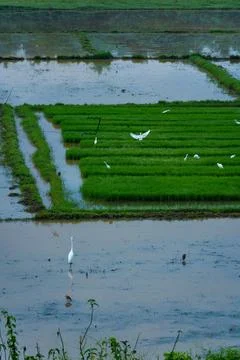 Egrets standing in a paddy field to catch fish Stock Photos