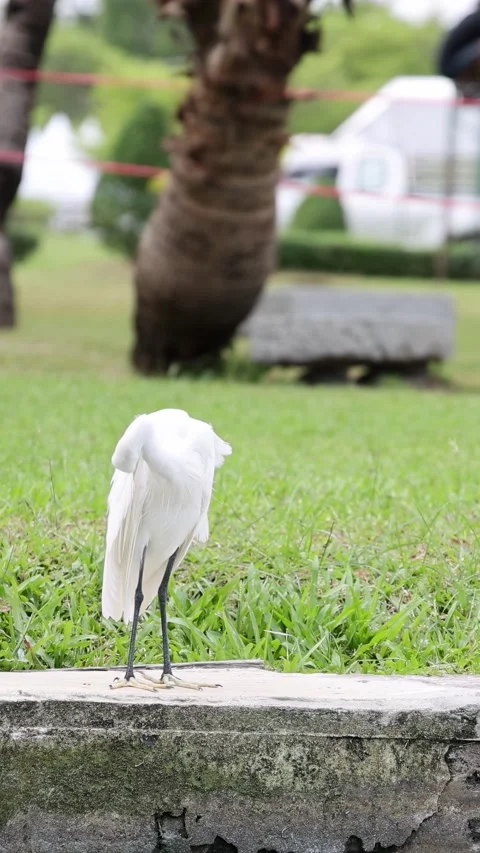 Egret's Stroll in a Lush Park Vídeo Stock 310987887