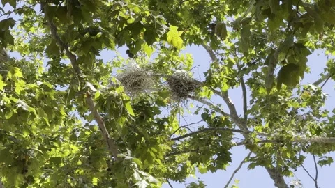 Egrets in tree nests including chicks Stock Footage 322550582
