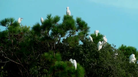 Egrets in the trees Stock Footage 27351365