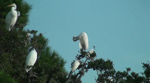 Egrets in the trees preening Stock Footage 27350321