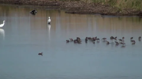 Egrets in the water Stock Footage 27351745