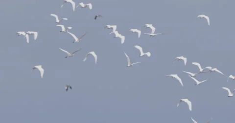 Egretsflying Stock Footage 206427866