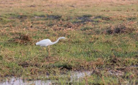 Egretta Alba Stock Photos